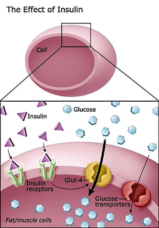 The Way Insulin Acts to Allow Sugar to be Taken up into Cells