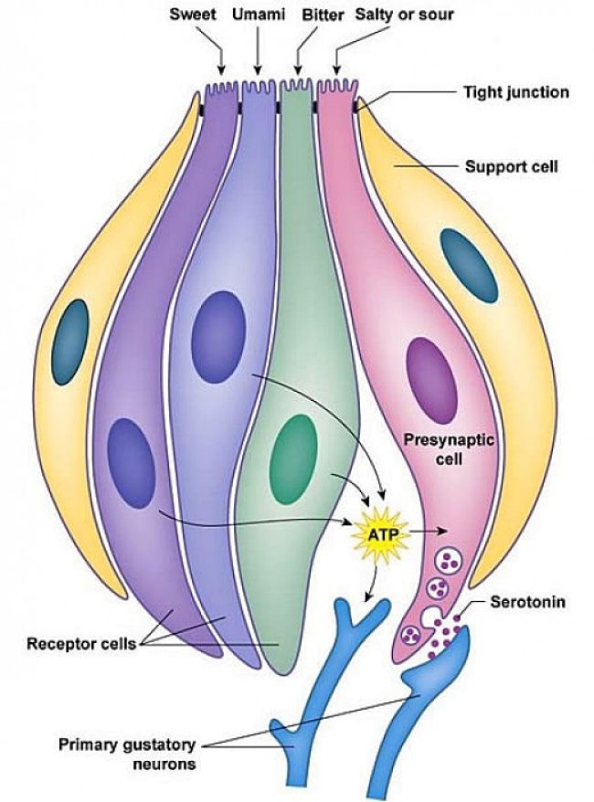 Sense of taste cells