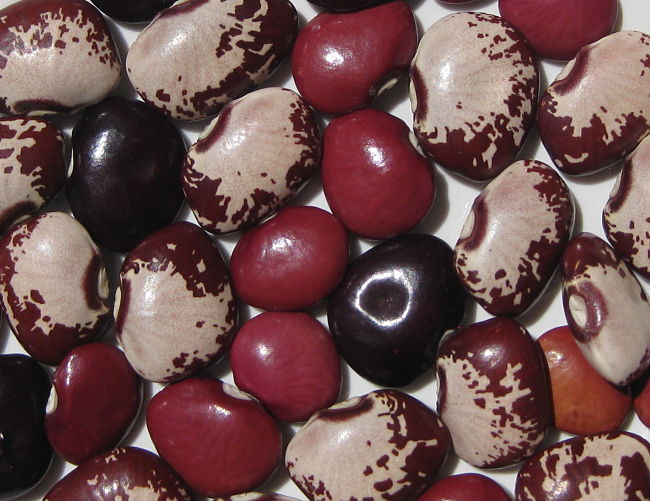 Beans are a wonderful source of fiber and calories