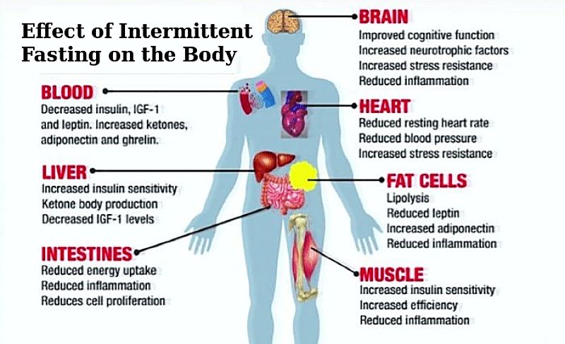 Effects of Intermittent Fasting on the Body