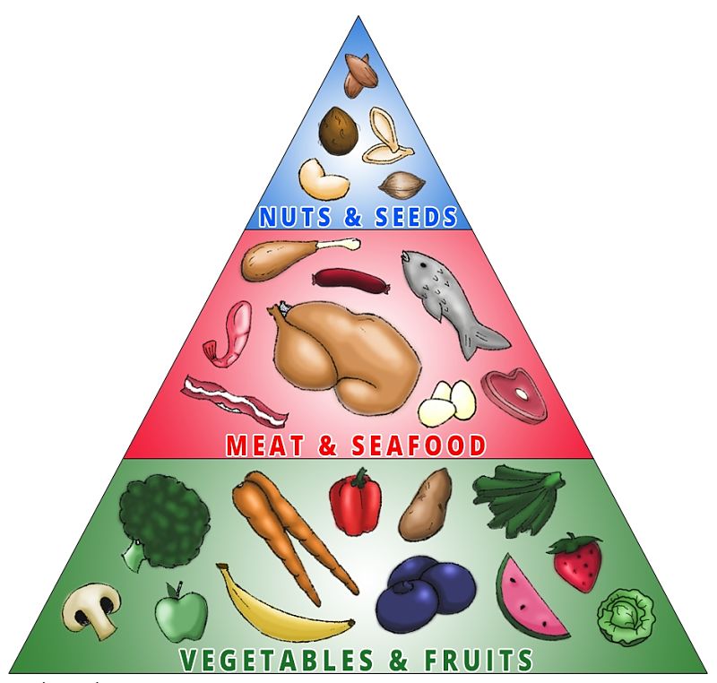 Simple Paleo Diet Pyramid - Notice the Abscence of Carbohydrates