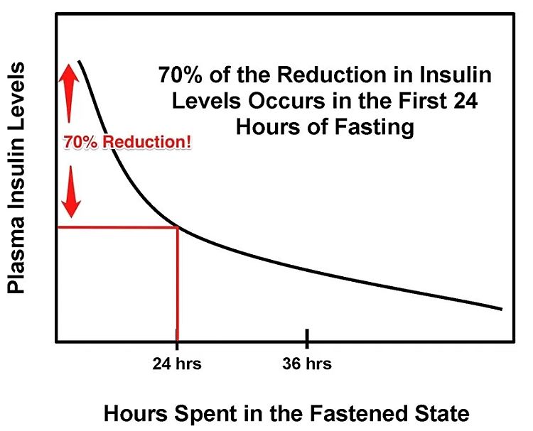 Fasting quickly reduces insulin levels