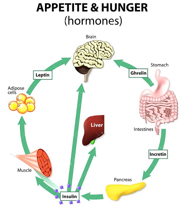 Appetite and Hunger Hormones