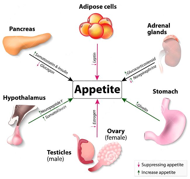 Hormones associated with appetite