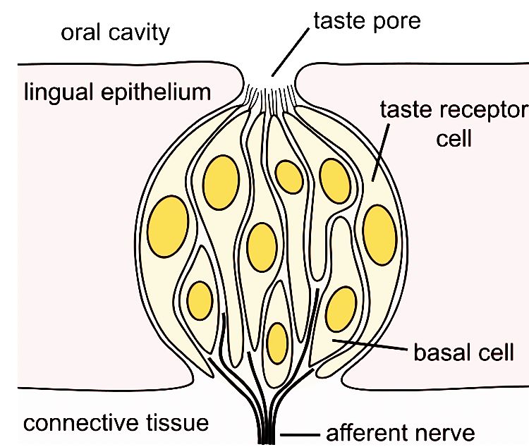 Cells in a taste bud