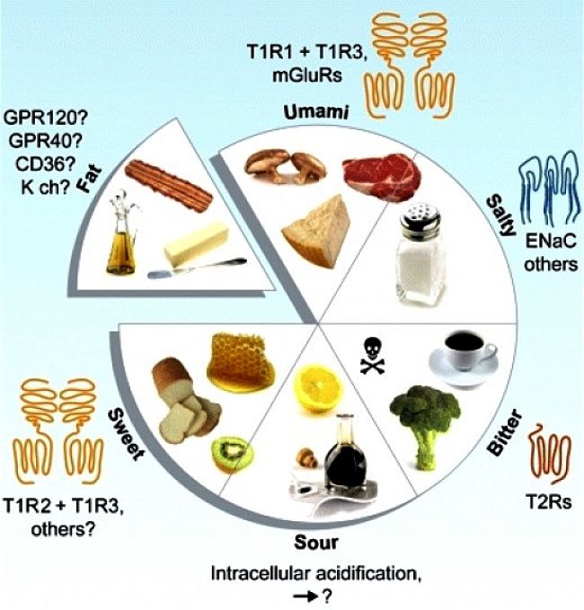 Cells within taste buds all over the tongue that are responsible for the different types of taste