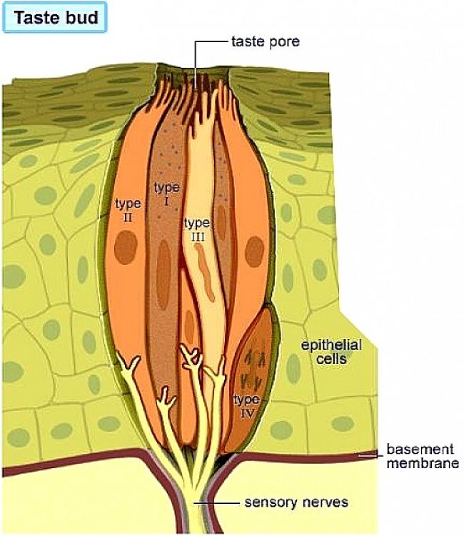 Taste bud cell types wrapped around each other